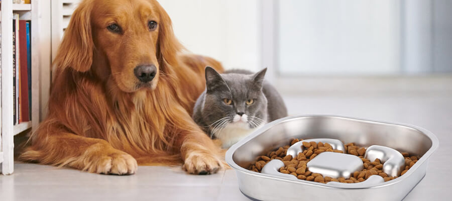 Dog Food Dispensers and Bowls: What’s Best for Your Pet